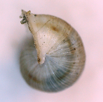 Cochlostoma da Kato Vasiliki (SW Epiro)